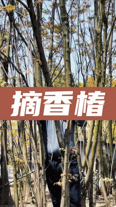 香椿雞蛋有，就缺二兩酒！